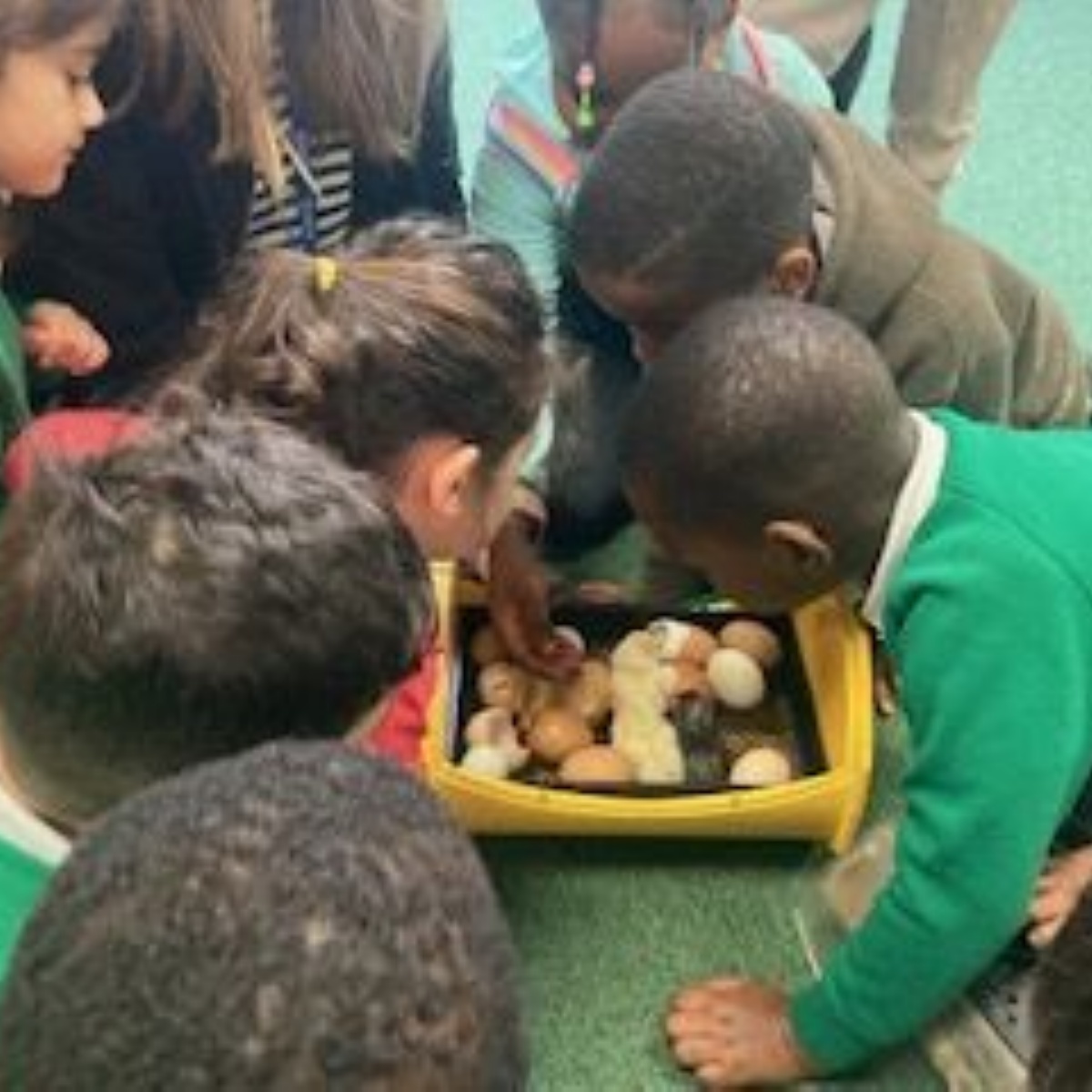 Bankside Primary School - Our chicks have arrived!